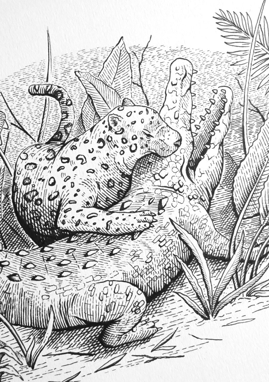 crocodilefight_illustration_andreadeluca_01-1